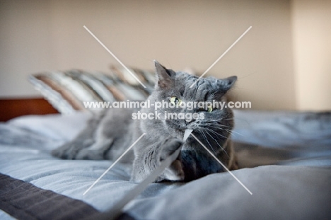 gray cat playing with ribbon