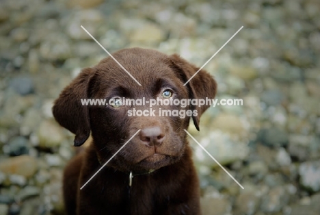 Chocolate Labrador Retriever puppy head shot looking up