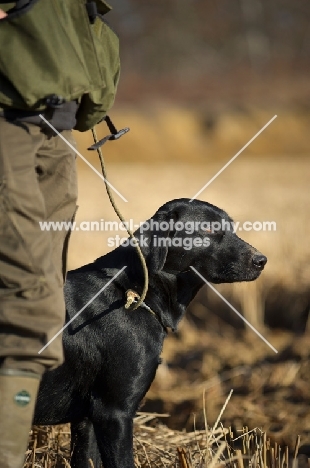 black labrador on a lead in a field