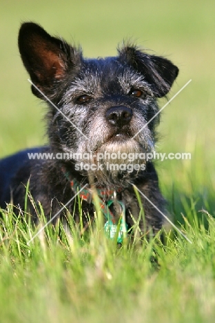 cute cross bred dog in grass