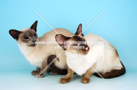 blue and chocolate siamese cats looking away
