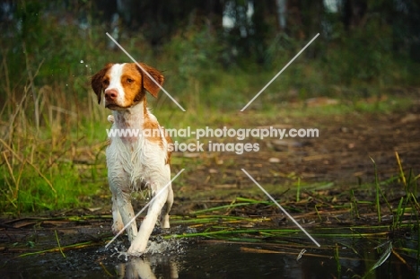 alert Brittany spaniel