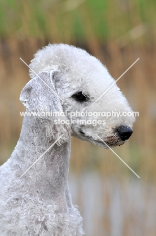 Bedlington Terrier