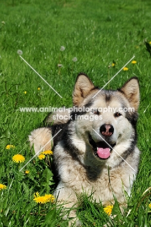 Alaskan Malamute lying in field