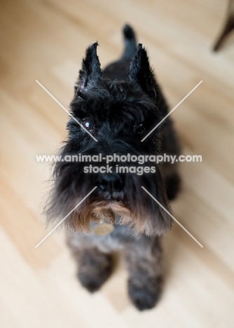 Black Miniature Schnauzer on hardwood floor.