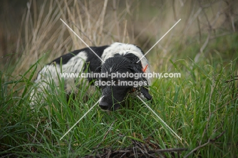 English Springer Spaniel smelling the grass