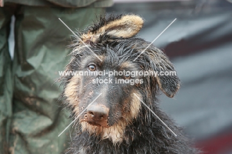 Alsatian (aka GSD) puppy with floppy ears