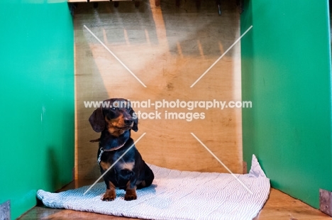 Lonely young Miniature Dachshund left on a show bench at Crufts 2012