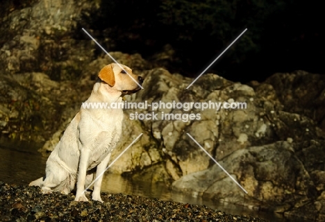 cream Labrador Retriever sitting near rocks