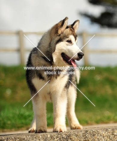 Alaskan Malamute puppy