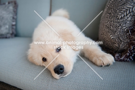 golden retriever puppy lying down