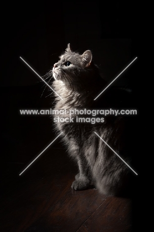 Domestic longhair cat