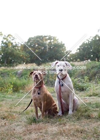 American Staffordshire Terrier and Dogo Argentino sitting in grass.