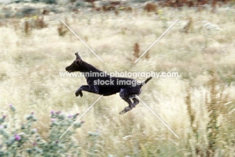 sh ch hillanhi laith (abbe) german shorthaired pointer leaping off the ground