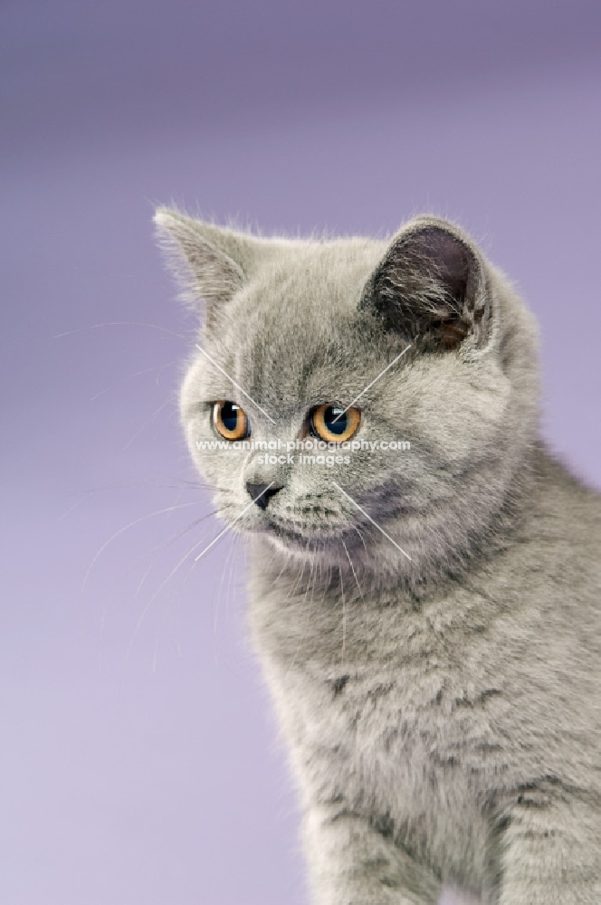 british shorthaired kitten on a purple background