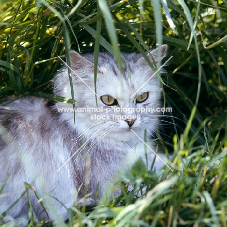 cameo cat in long grass