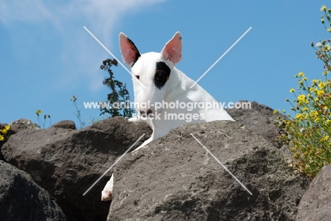 Bull Terrier