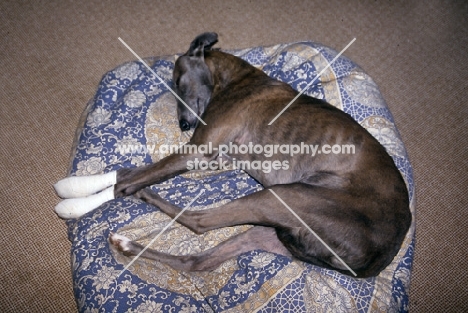 lurcher, sheeba, x greyhound, feet in bandages after operation