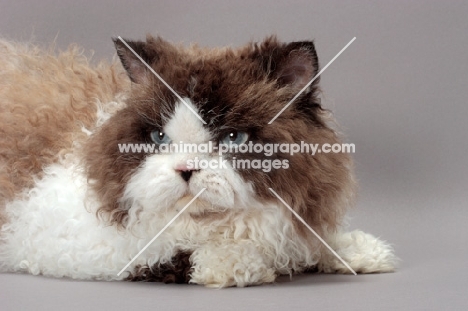 Seal Point & White Selkirk Rex, lying down