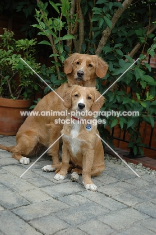 Nova Scotia Duck Tolling Retriever