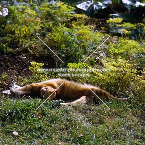 ginger cat stretching