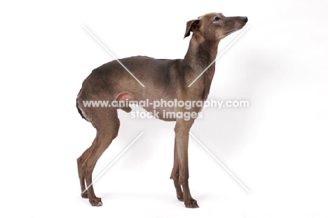 Australian Champion Italian greyhound