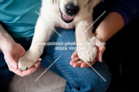 Golden retriever puppy paws being held by the owners.