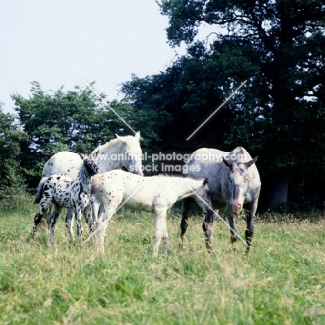two appaloosa mares with their foals