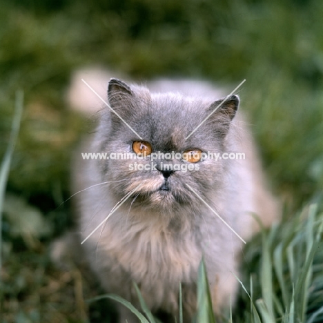 blue cream long hair cat, out of coat