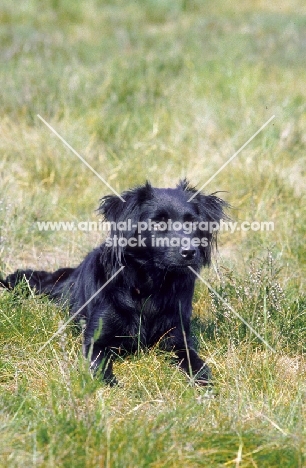 Markiesje lying in grass