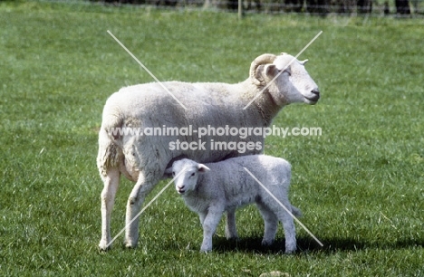 wiltshire horn ewe and lamb at norwood farm 
