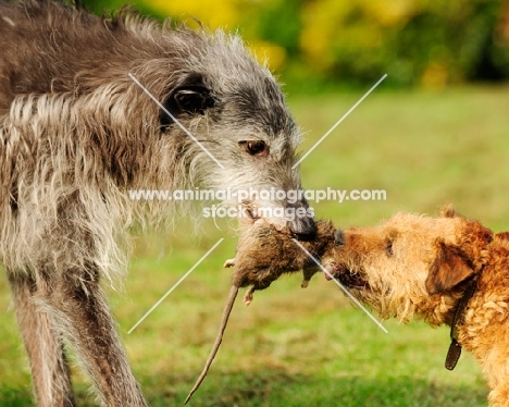 Lurcher and Fell Terrier competing over rat