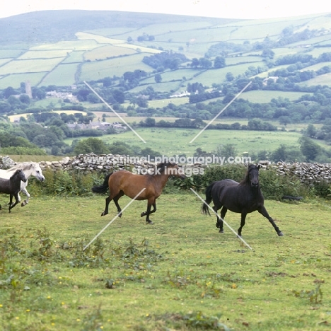 Dartmoor mares and foal  running on Dartmoor