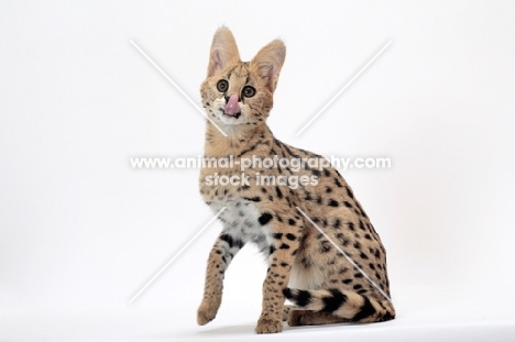 young serval cat licking lips, on white background