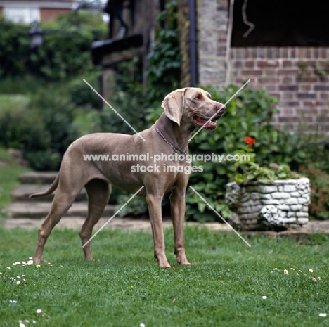 undocked weimaraner in a garden