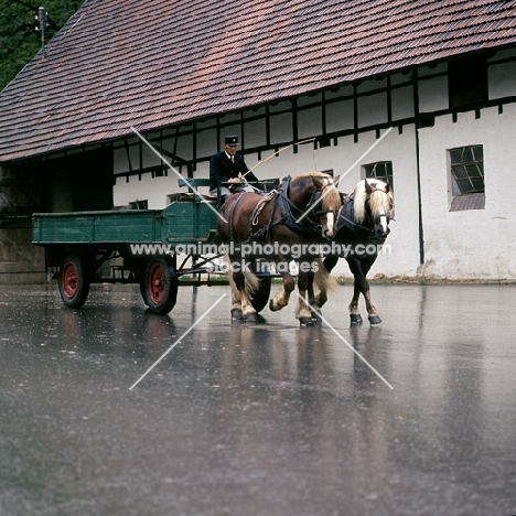 milliardär and merkur, schwarzwald stallions pulling farm cart at offenhausen