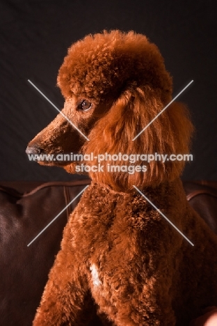 red standard Poodle on black background