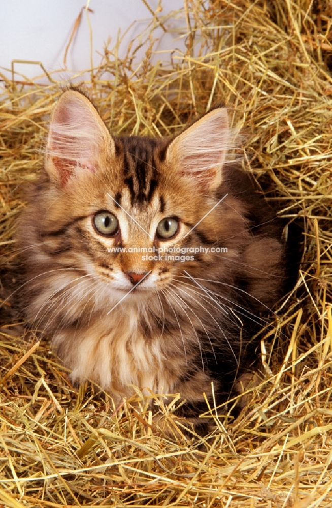 Norwegian Forest cat in straw