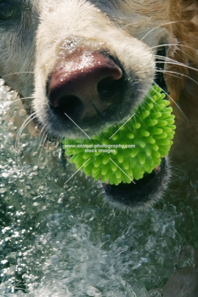 close up of yellow labrador with ball in mouth