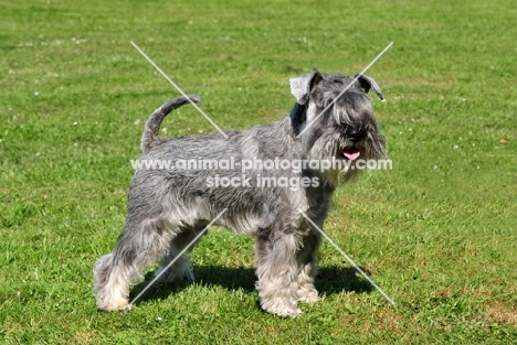 miniature Schnauzer