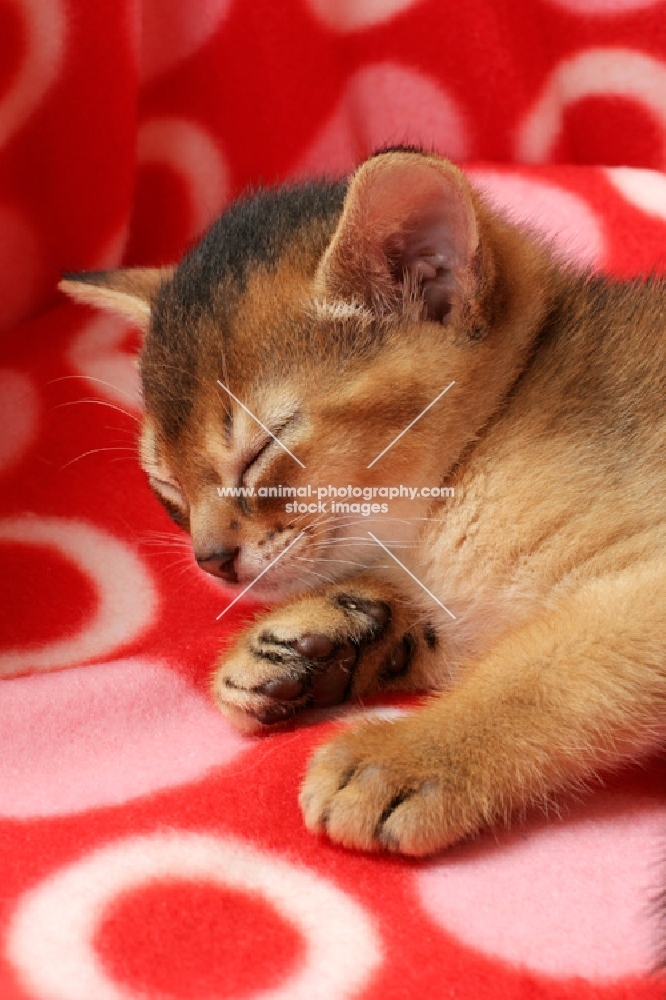 ruddy abyssinian kitten resting in a cat bed
