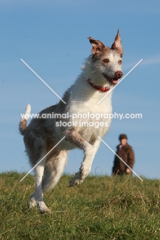 Lurcher running, man in background