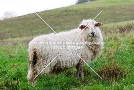 mergelland sheep, side view