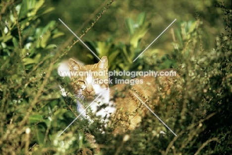 ginger and white cat lurking in grass