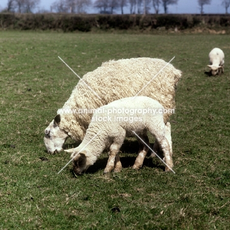 bluefaced leicester ewe grazing with lamb