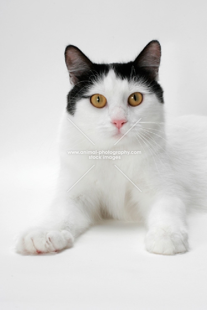 black and white Turkish Van cat, front view