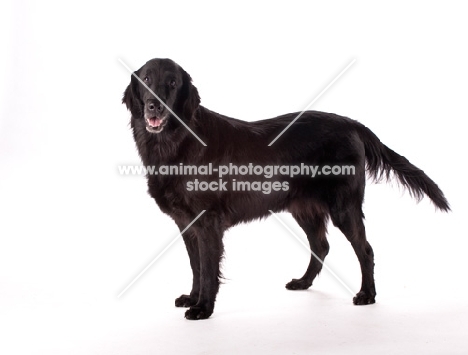 Flat coated retriever in studio