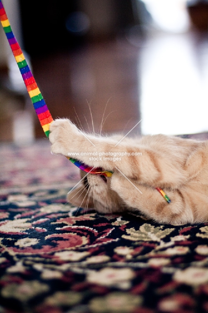 Kitten playing with string on carpet