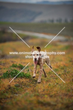 orange and white english setter running free on a hill