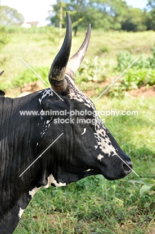 Nguni Cattle